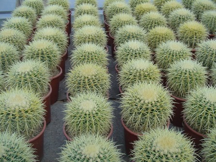 Echinocactus
